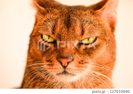 見つめる猫 127010890