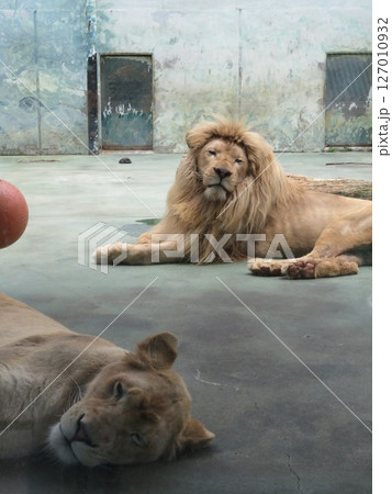 ライオン 127010932