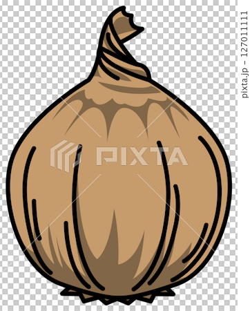 Colored whole onion illustration Colored whole onion illustration 127011111