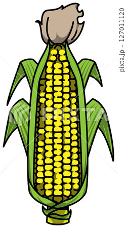 色付きの丸ごととうもろこしのイラスト 127011120