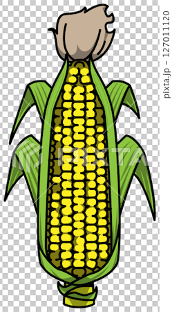 色付きの丸ごととうもろこしのイラスト 127011120
