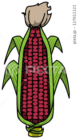 色付きの丸ごととうもろこしのイラスト 色付きの丸ごととうもろこしのイラスト 127011121