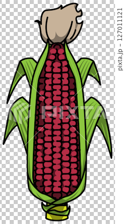 色付きの丸ごととうもろこしのイラスト 色付きの丸ごととうもろこしのイラスト 127011121