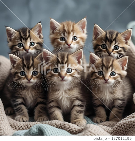 可愛い子猫 可愛い子猫 127011199