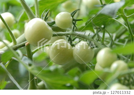 まだ青いミニトマト まだ青いミニトマト 127011332