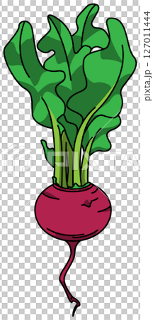 Colored illustration of a whole turnip 127011444