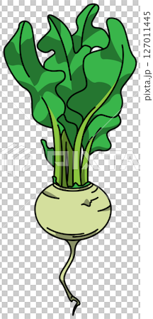 整個蘿蔔的彩色插圖 127011445