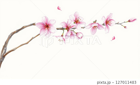 A branch of a cherry blossom tree is painted with watercolors on a white background A branch of a cherry blossom tree is painted with watercolors on a white background 127011483