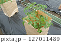 畑のトマトの栽培、トマトの苗 127011489