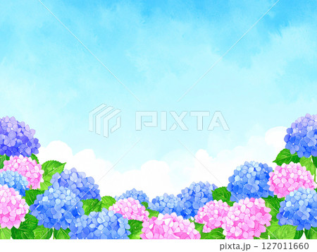 紫陽花　青空　梅雨明け 127011660