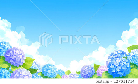 紫陽花　青空　梅雨明け 127011714
