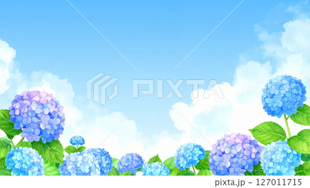 紫陽花　青空　梅雨明け 127011715