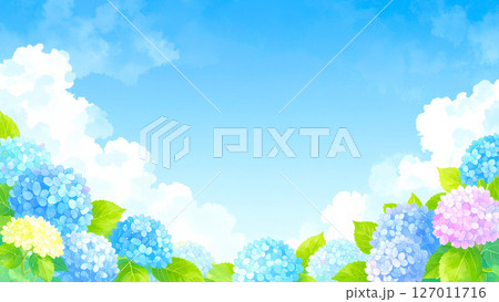 紫陽花　青空　梅雨明け 127011716