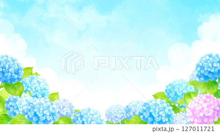 紫陽花　青空　梅雨明け 127011721