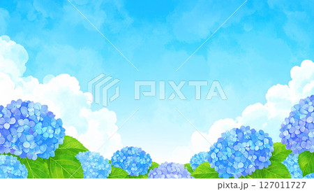 紫陽花 青空 梅雨明け 紫陽花 青空 梅雨明け 127011727