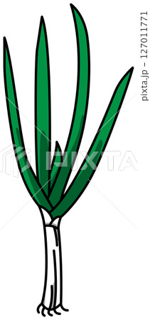 色付きの丸ごとねぎのイラスト 色付きの丸ごとねぎのイラスト 127011771