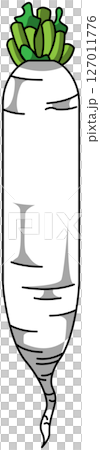 Colored illustration of a whole radish 127011776