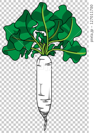 整個蘿蔔的彩色插圖 127011780
