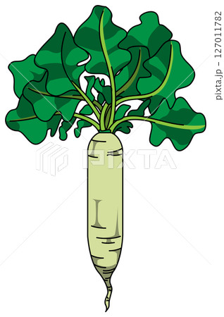 色付きの丸ごと大根のイラスト 色付きの丸ごと大根のイラスト 127011782