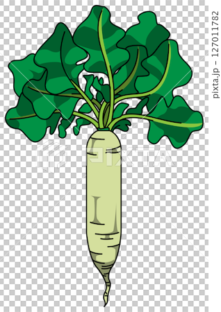 色付きの丸ごと大根のイラスト 色付きの丸ごと大根のイラスト 127011782