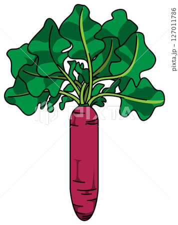 色付きの丸ごと大根のイラスト 色付きの丸ごと大根のイラスト 127011786