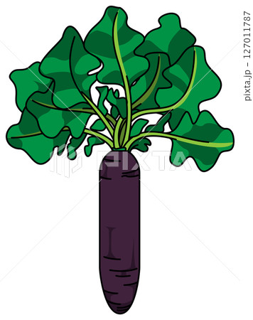 色付きの丸ごと大根のイラスト 色付きの丸ごと大根のイラスト 127011787