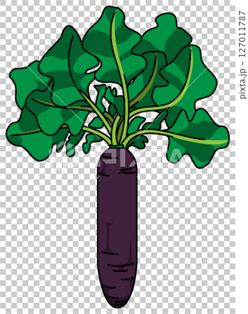 色付きの丸ごと大根のイラスト 色付きの丸ごと大根のイラスト 127011787