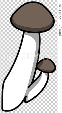 Colored illustration of a whole shimeji mushroom Colored illustration of a whole shimeji mushroom 127011830