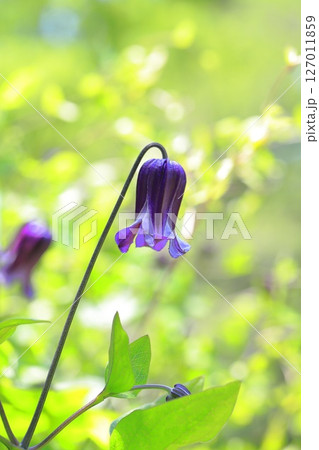 花が小さいクレマチス 花が小さいクレマチス 127011859