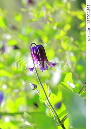 花が小さいクレマチス 花が小さいクレマチス 127011861