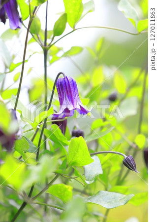花が小さいクレマチス 花が小さいクレマチス 127011863