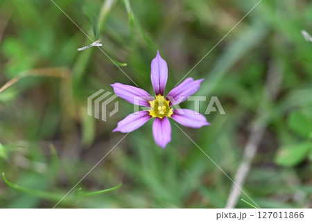 庭石菖 庭石菖 127011866
