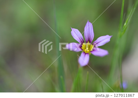 庭石菖 庭石菖 127011867