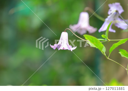 花が小さいクレマチス 花が小さいクレマチス 127011881