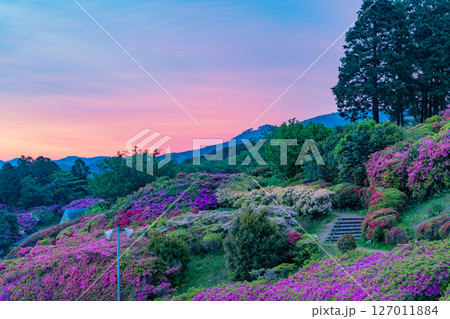 (長崎県)長串山公園(なぐしやま公園)のツツジ 夜明け (長崎県)長串山公園(なぐしやま公園)のツツジ 夜明け 127011884