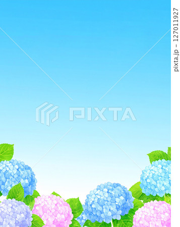 紫陽花　青空　梅雨明け 127011927