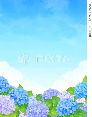 紫陽花　青空　梅雨明け 127011928