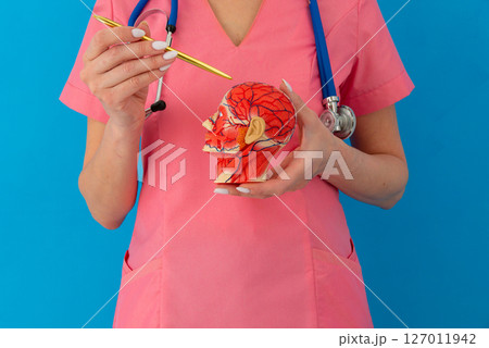 Anatomical model human head on work desk of doctor in medical clinic. 127011942