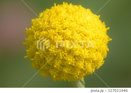 クラスペディア・グロボーサ 127011946