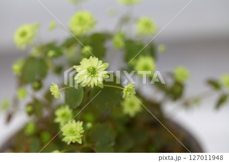 ミドリ色のバイカカラマツの花 ミドリ色のバイカカラマツの花 127011948