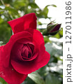 赤いバラ 赤いバラ 127011986