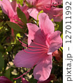 美しいつつじの花 美しいつつじの花 127011992