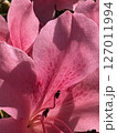 赤いツツジの花 赤いツツジの花 127011994