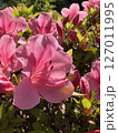 赤いツツジの花 赤いツツジの花 127011995