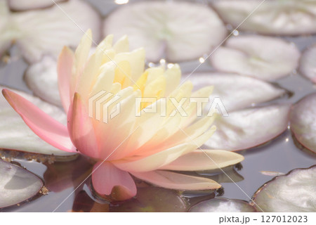 水面に浮かぶ睡蓮の花 127012023