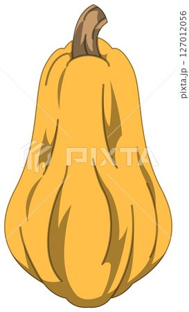 リアルな影付きかぼちゃのベクターイラスト リアルな影付きかぼちゃのベクターイラスト 127012056