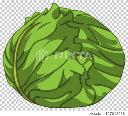 リアルな影付きキャベツのベクターイラスト 127012058