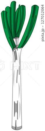 リアルな影付きねぎのベクターイラスト リアルな影付きねぎのベクターイラスト 127012064