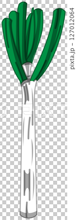 リアルな影付きねぎのベクターイラスト リアルな影付きねぎのベクターイラスト 127012064