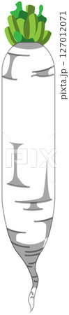 リアルな影付き大根のベクターイラスト 127012071
